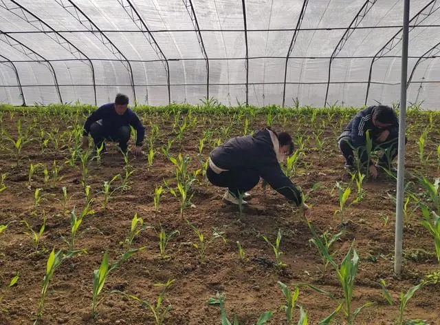 冷家村&ldquo;熱&rdquo;起來了