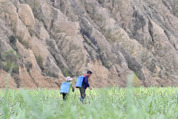 攻克種業(yè)&ldquo;芯片&rdquo;捧牢&ldquo;糖罐子&rdquo;&mdash;&mdash;廣西破解糖料蔗種&ldquo;卡脖子&rdquo;觀(guān)察