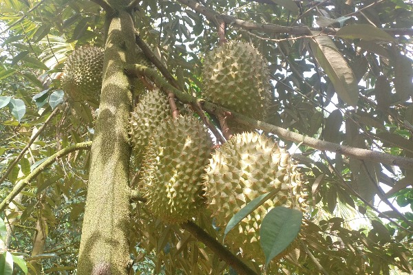 國產(chǎn)榴蓮嶄露頭角　&ldquo;榴蓮自由&rdquo;更近了嗎？